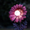 Red Daisy with Solar Light (FLOWER004)